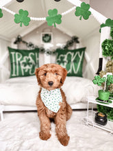 Load image into Gallery viewer, shamrock &#39;n roll dog bandana
