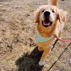 green apple gingham dog bandana