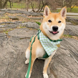 green apple gingham dog bandana