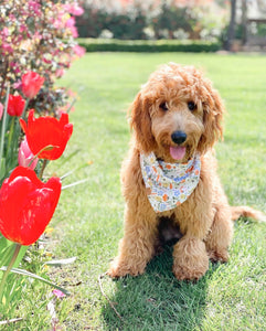 LAST CHANCE! easter poppy dog bandana (XS, S/M, L, XL only)