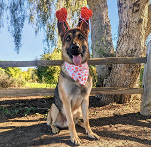 only hearts dog bandana