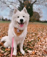 Load image into Gallery viewer, dulce de leche flannel dog bandana
