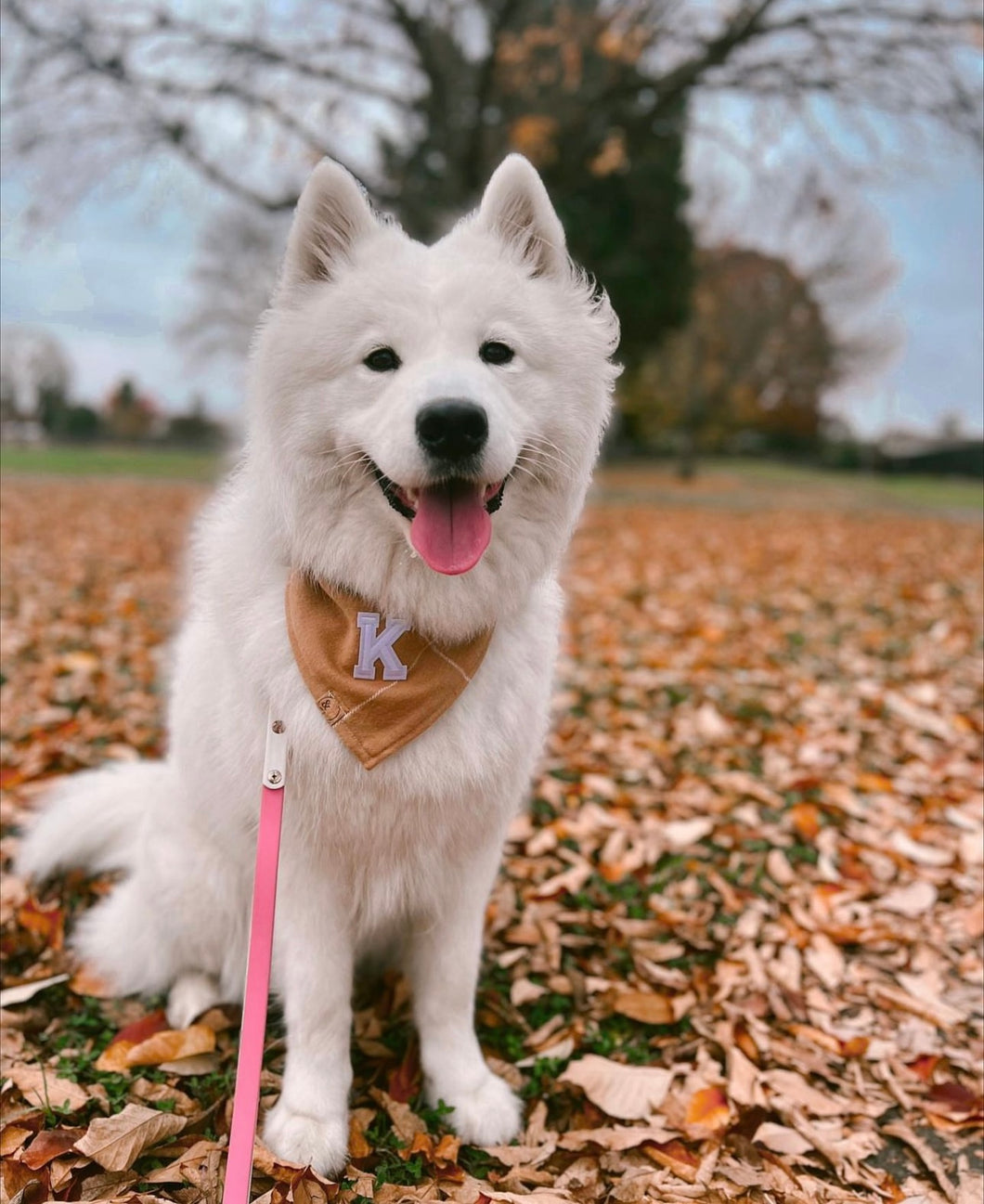 dulce de leche letterman dog bandana