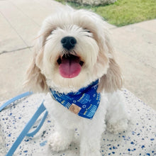 Load image into Gallery viewer, celebrate hanukkah dog bandana
