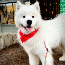 Load image into Gallery viewer, sweet tart dog bandana
