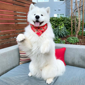 LNY koi fish dog bandana