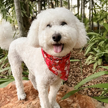 Load image into Gallery viewer, LNY cherry blossom dog bandana
