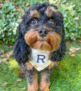 oat milk letterman dog bandana