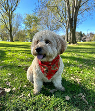 Load image into Gallery viewer, LNY koi fish dog bandana
