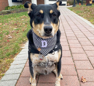 houndstooth dog bandana