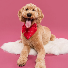 Load image into Gallery viewer, sweet tart dog bandana
