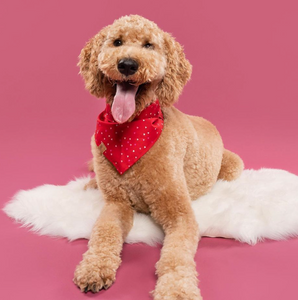 sweet tart dog bandana