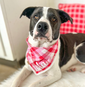 cupid's plaid dog bandana