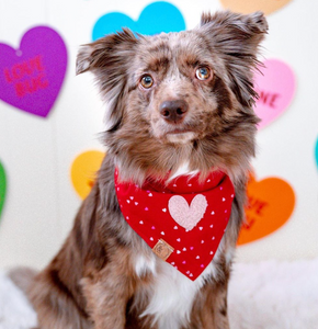 sweet tart dog bandana