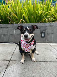 lovestruck dog bandana